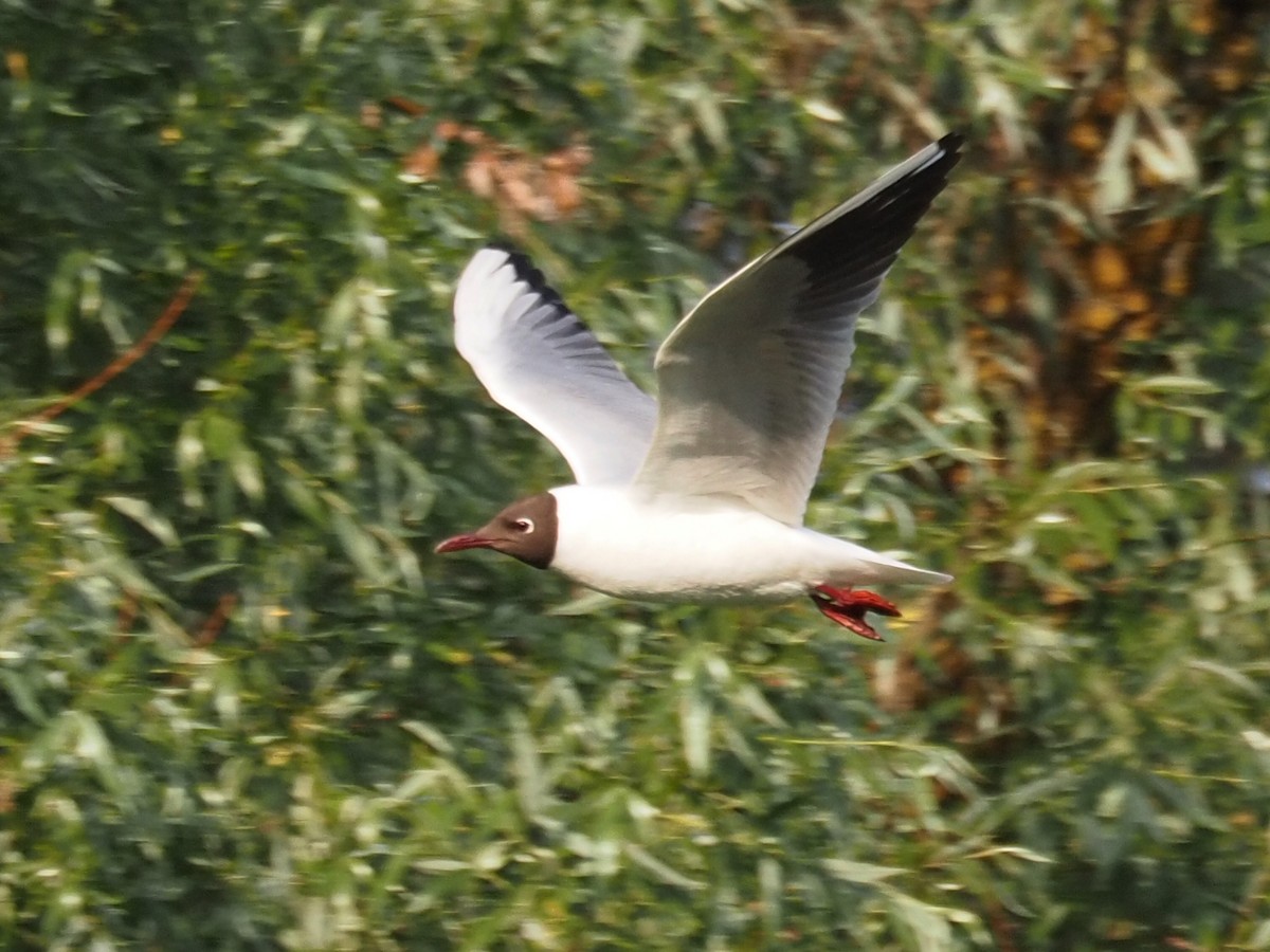 Black-headed Gull - ML391355351