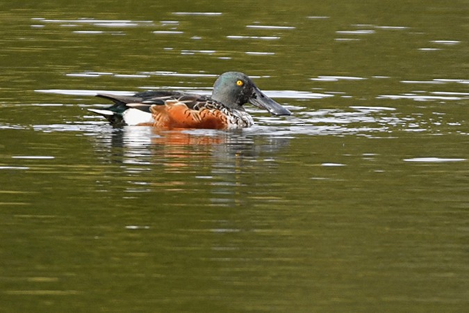 Northern Shoveler - ML391355891