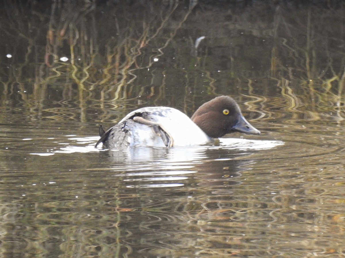 Common Goldeneye - ML391363301