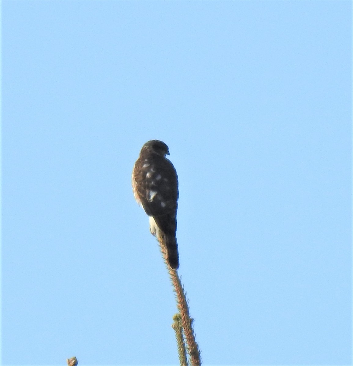 Sharp-shinned Hawk - ML391363361