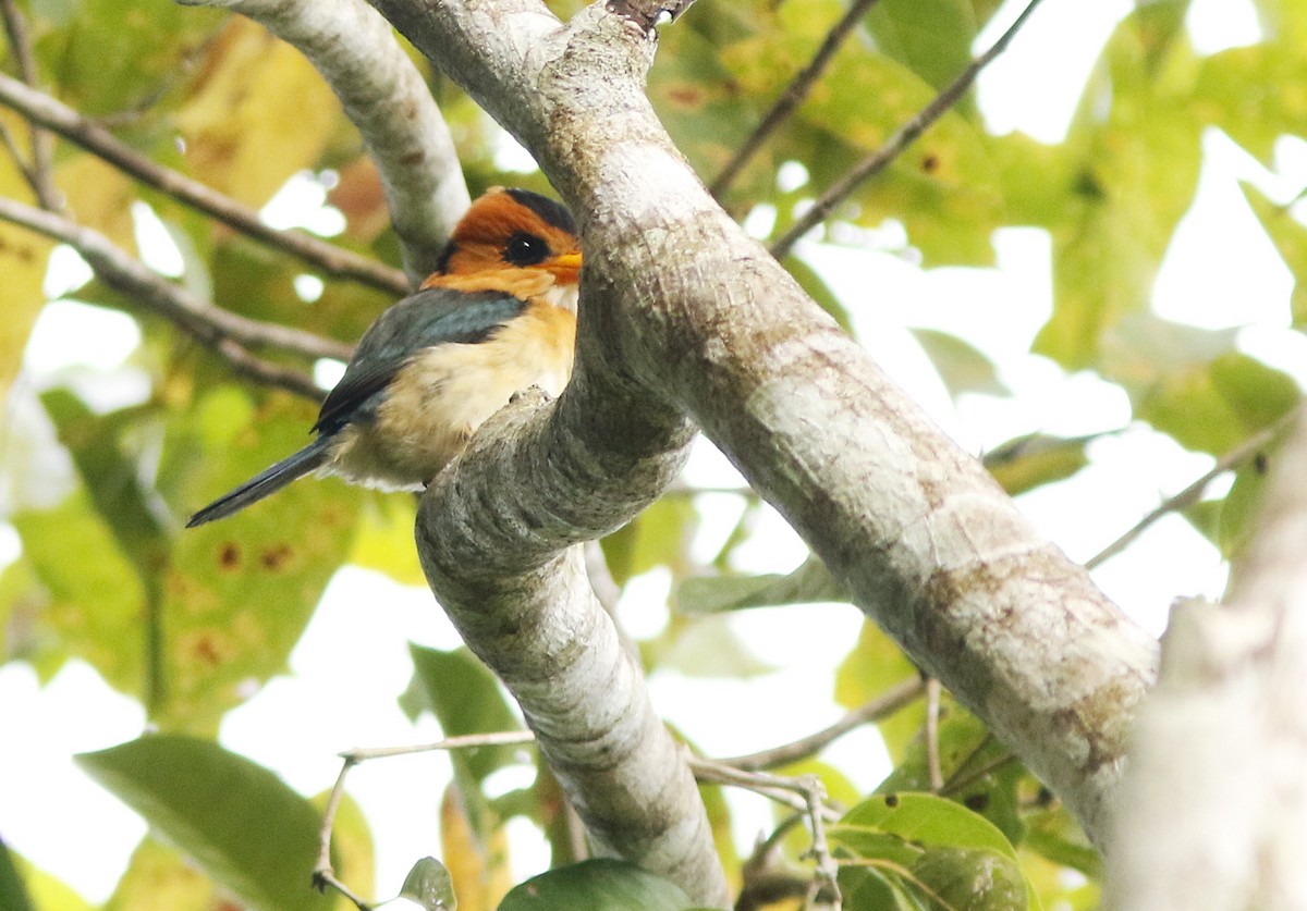 Yellow-billed Kingfisher - ML39136421