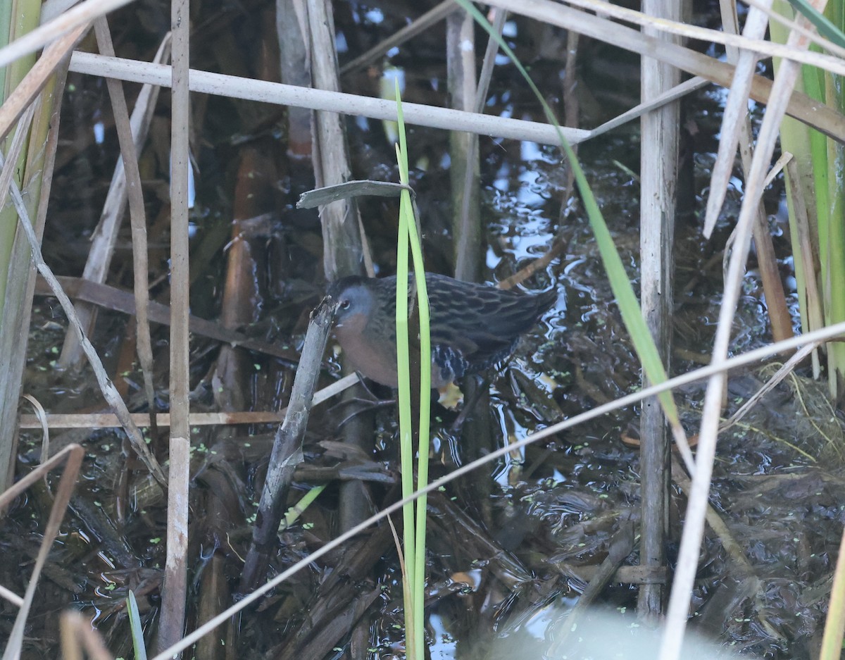 Virginia Rail - ML391364511