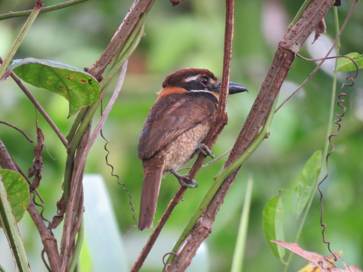 Chestnut-capped Puffbird - ML391366101