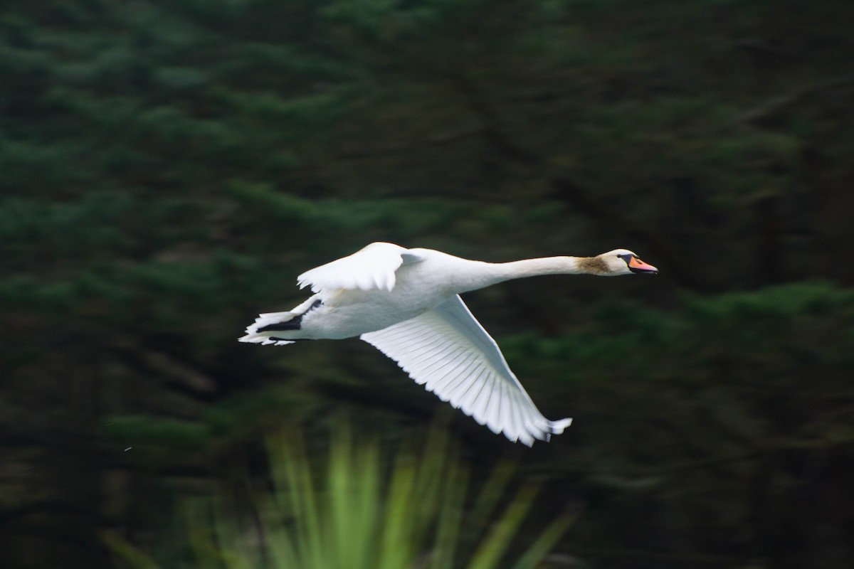 Mute Swan - ML391371481