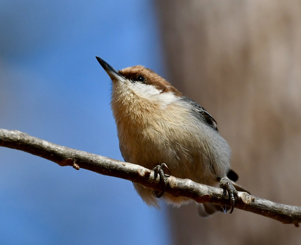 Brown-headed Nuthatch - Claudia Nielson