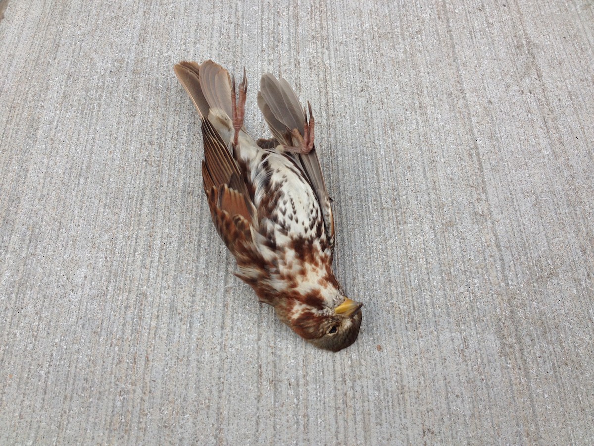 Fox Sparrow - Nathan Kuhnert