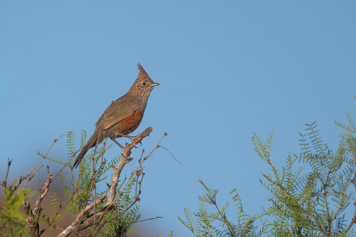 Crested Gallito - ML391373821