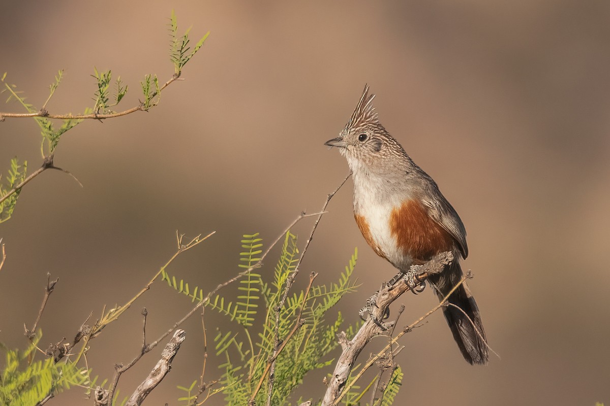 Crested Gallito - ML391373831