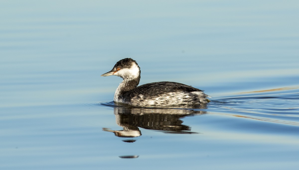 Horned Grebe - Alexander Harper