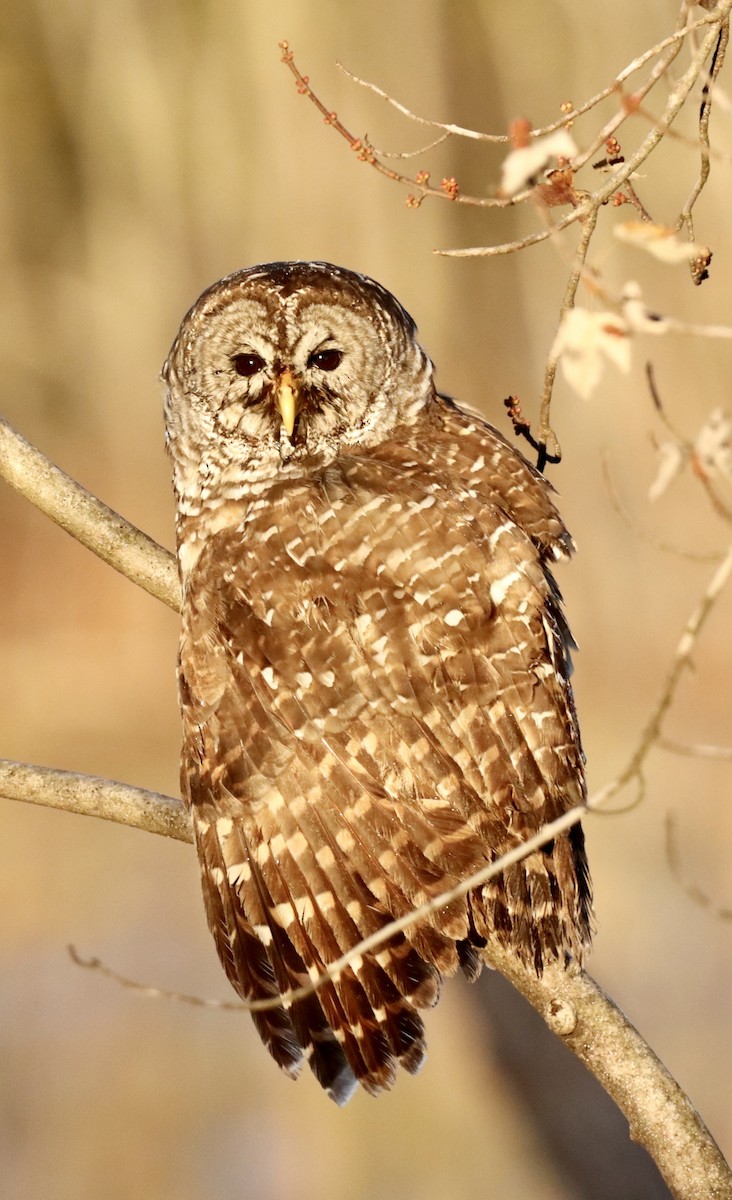 Barred Owl - ML391375581