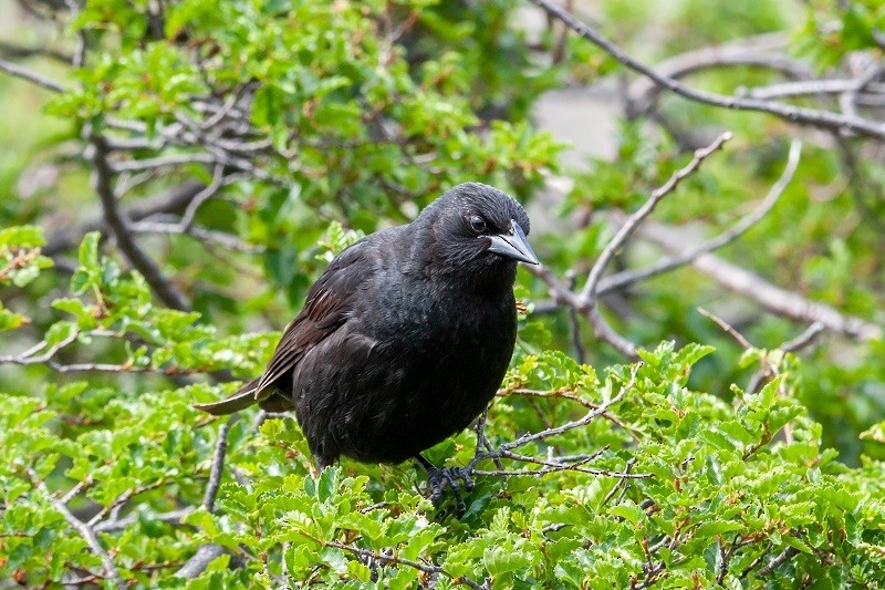 Austral Blackbird - ML391377061