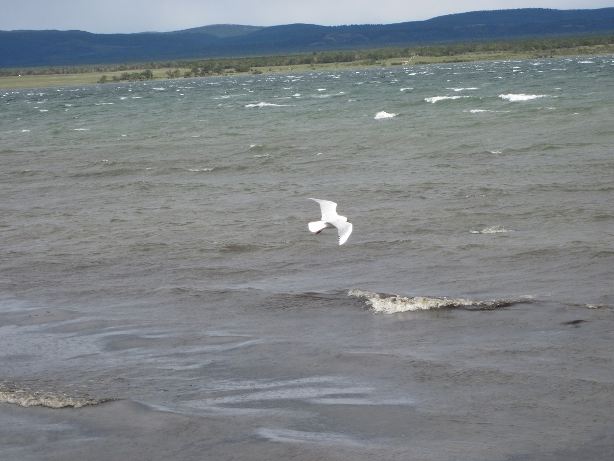 Mouette de Patagonie - ML39137781