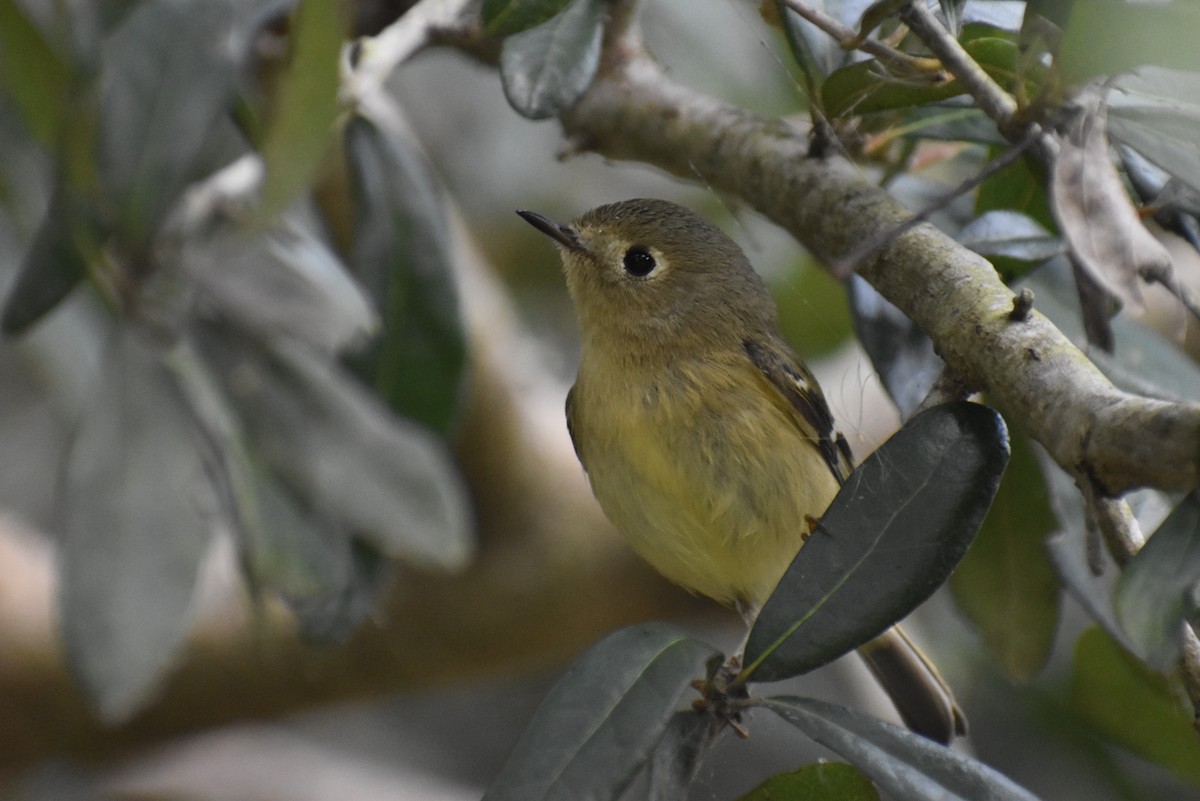 Ruby-crowned Kinglet - Claire H