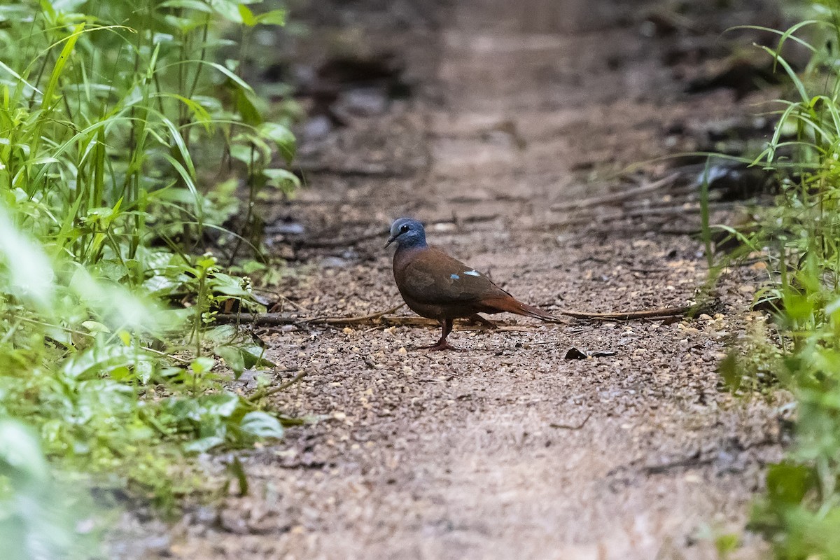 Blue-headed Wood-Dove - ML391379371