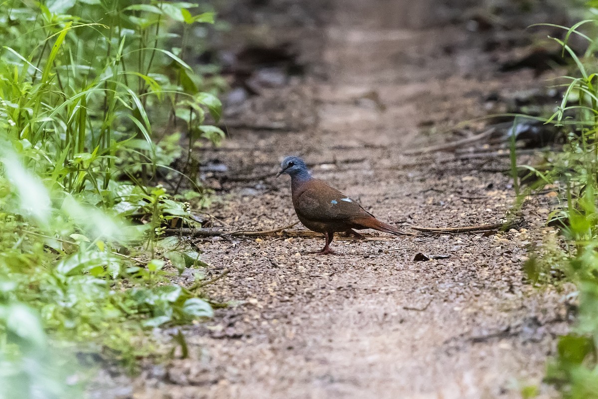 Blue-headed Wood-Dove - ML391379391