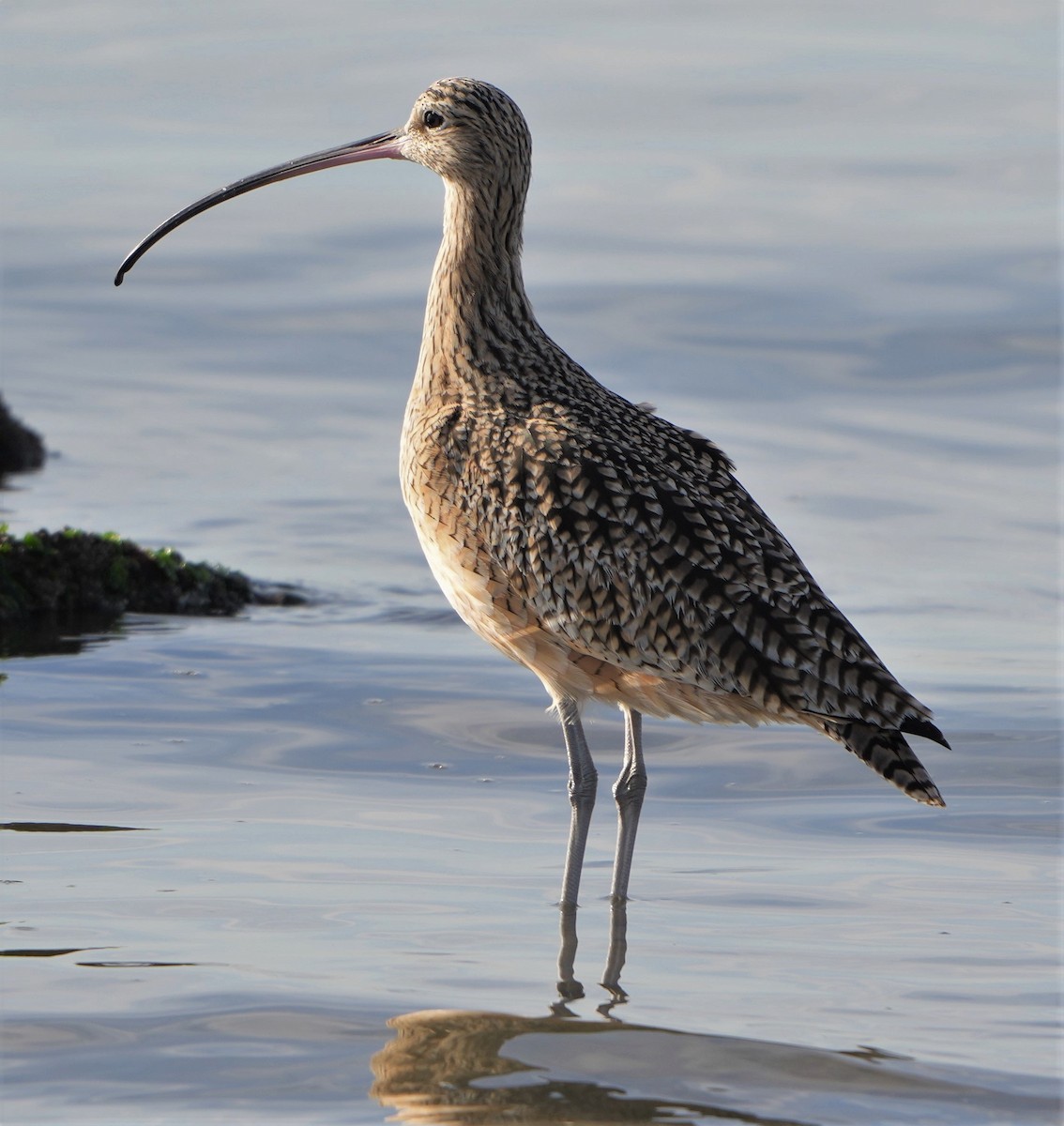 Long-billed Curlew - ML391381981