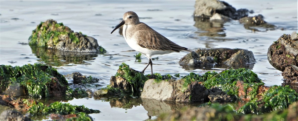 Dunlin - ML391382051