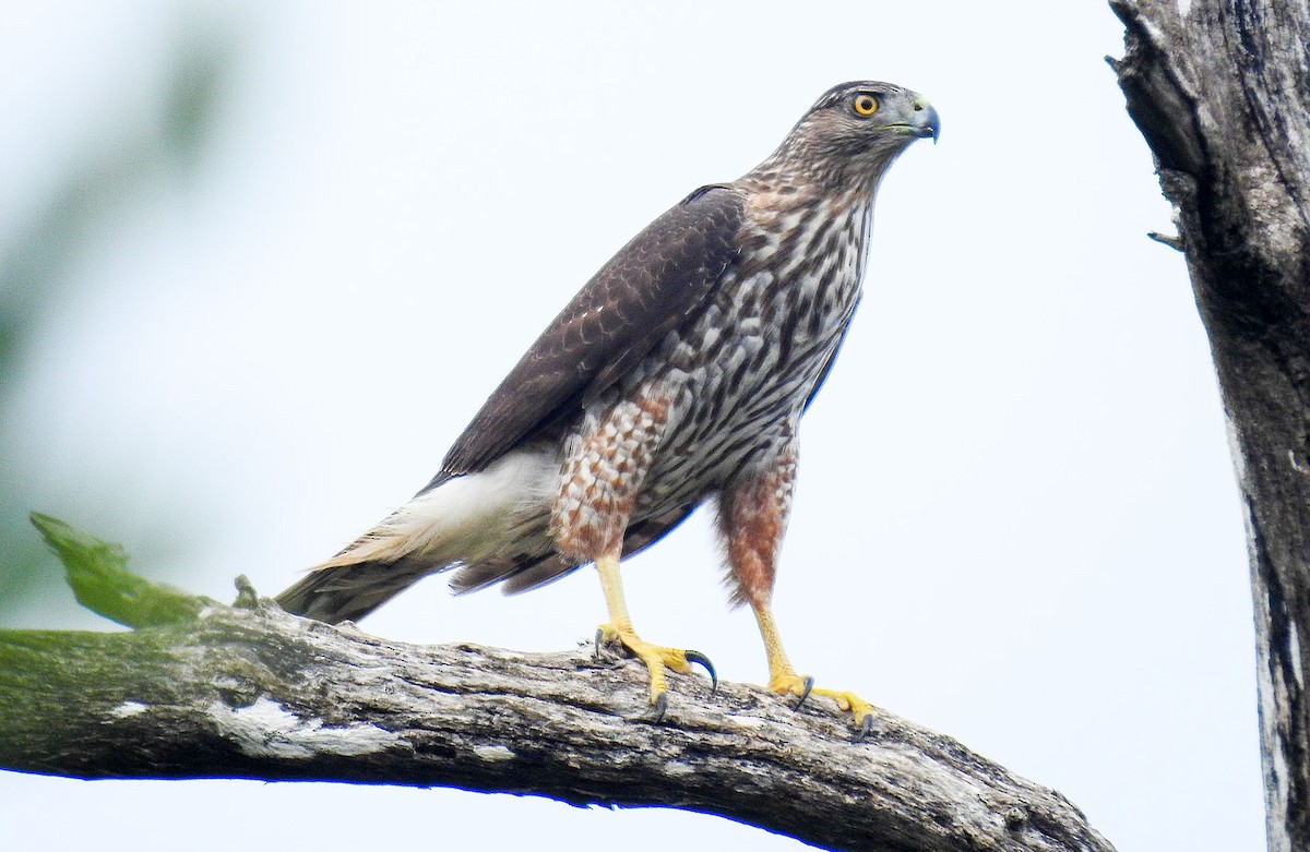 Gundlach's Hawk - Nils Navarro