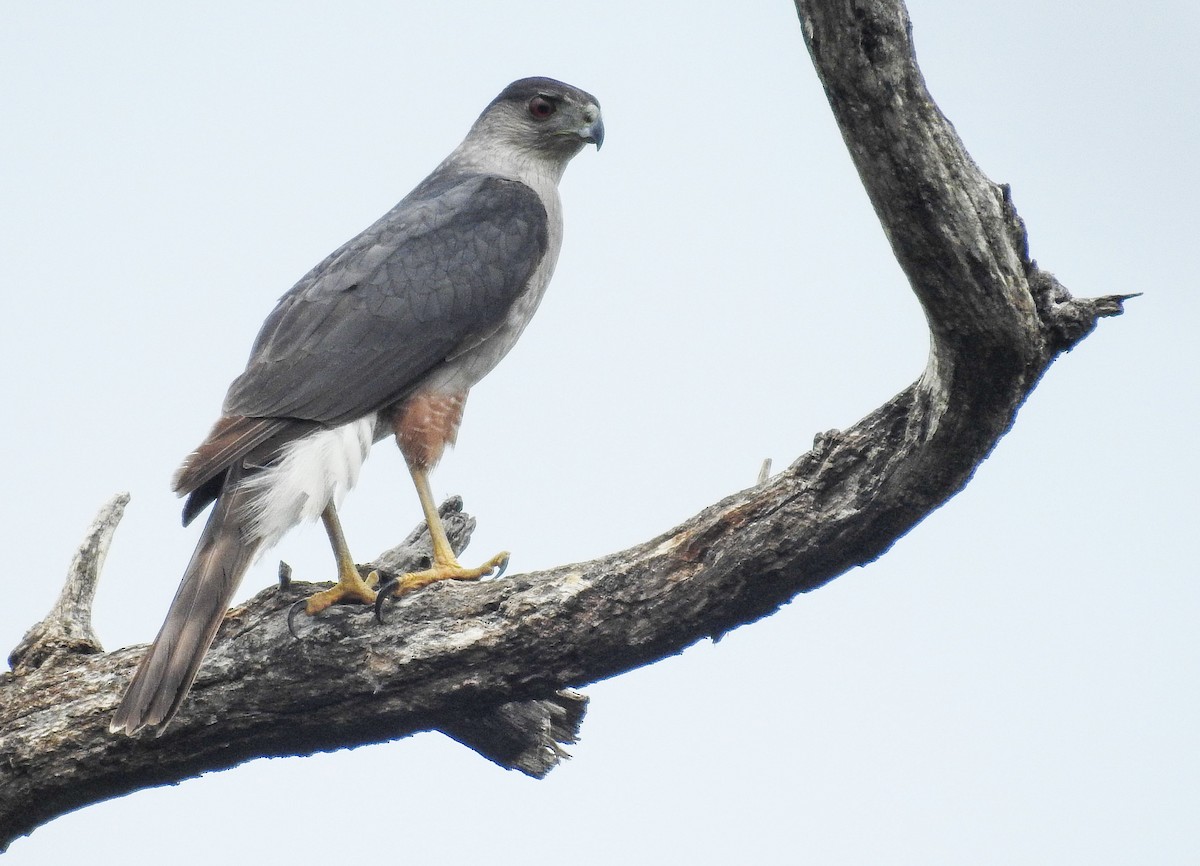 Gundlach's Hawk - Nils Navarro