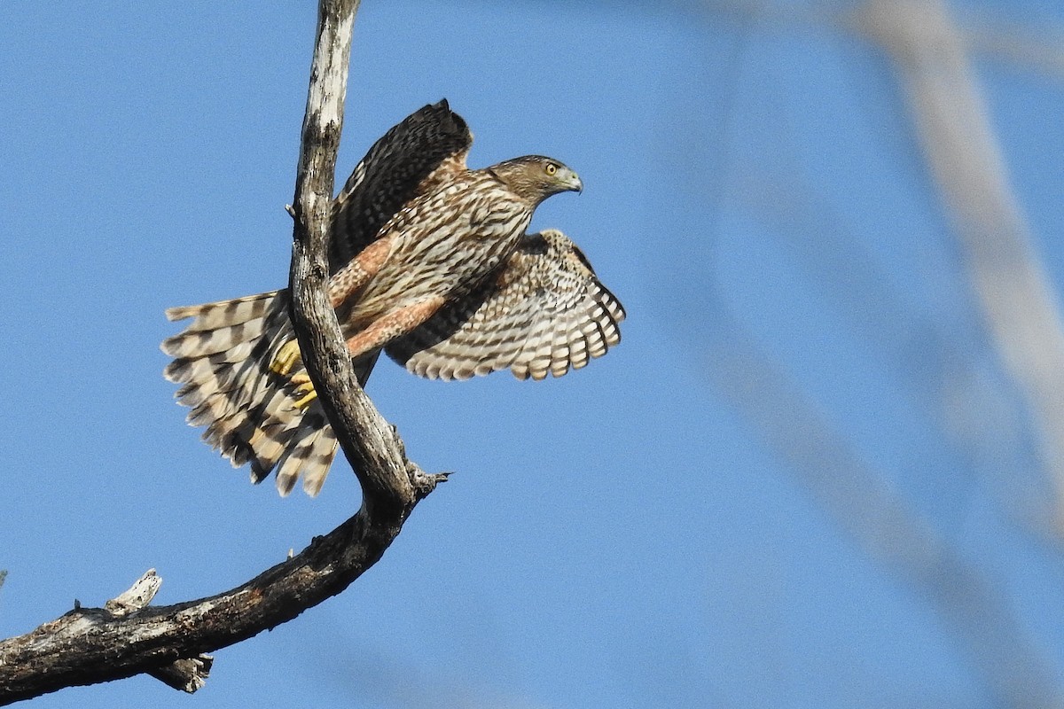 Gundlach's Hawk - Nils Navarro