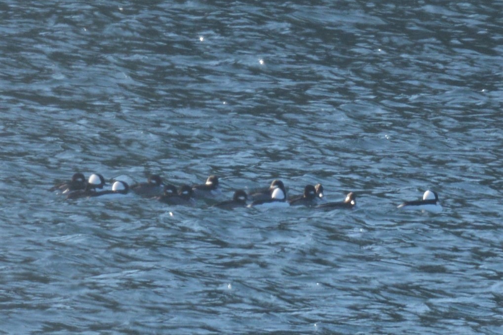 Bufflehead - ML391385591