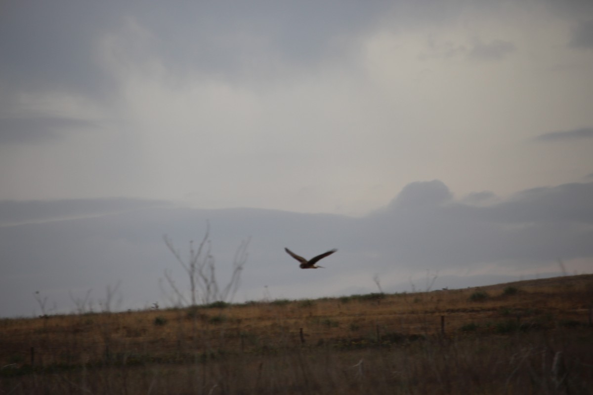 moták severoamerický - ML39138781