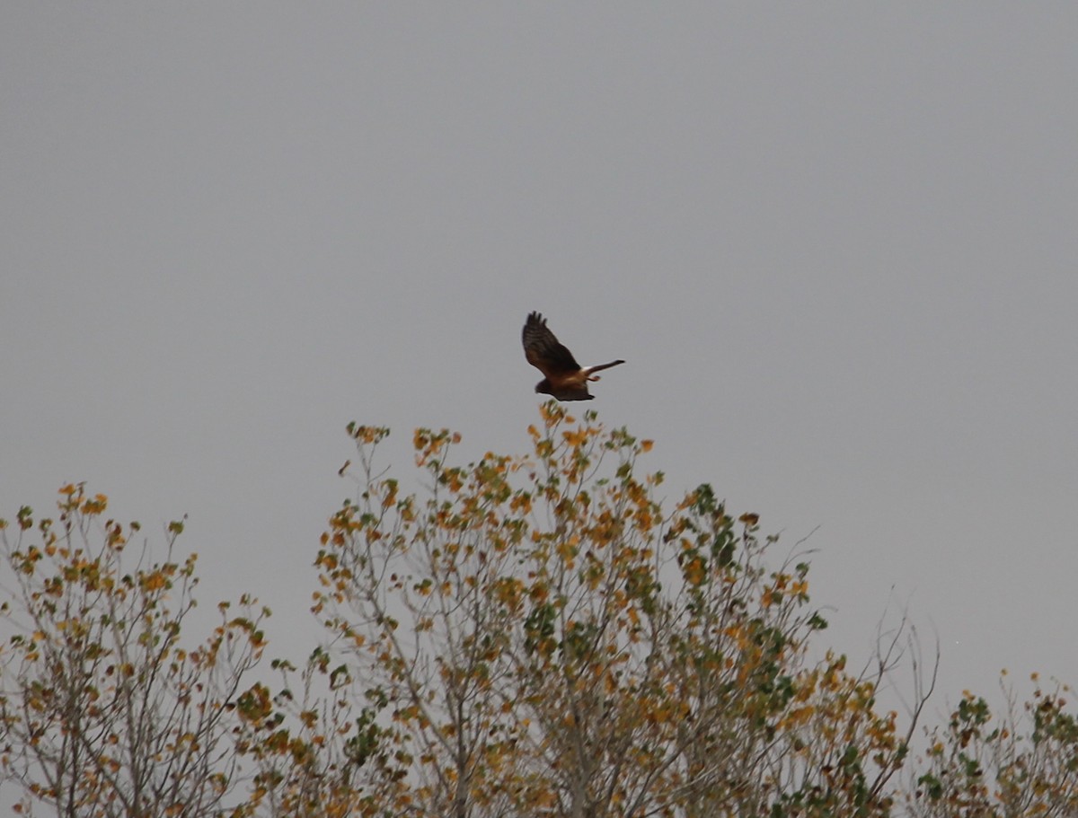 moták severoamerický - ML39138811