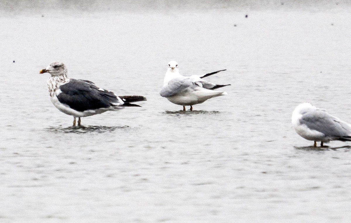 Lesser Black-backed Gull - ML391388491