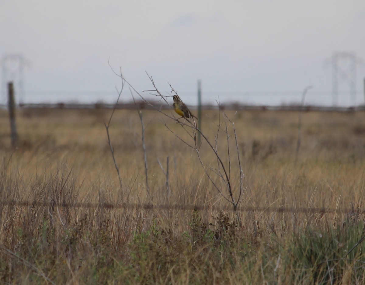 Eastern Meadowlark - ML39138911