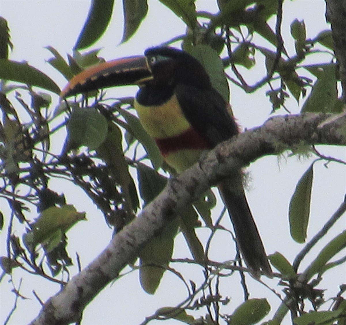 Chestnut-eared Aracari - Julie  Michael