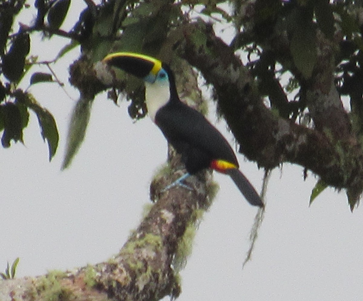 Channel-billed Toucan - ML391389371