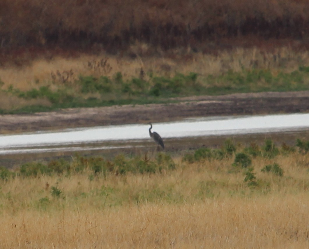 volavka velká - ML39139011