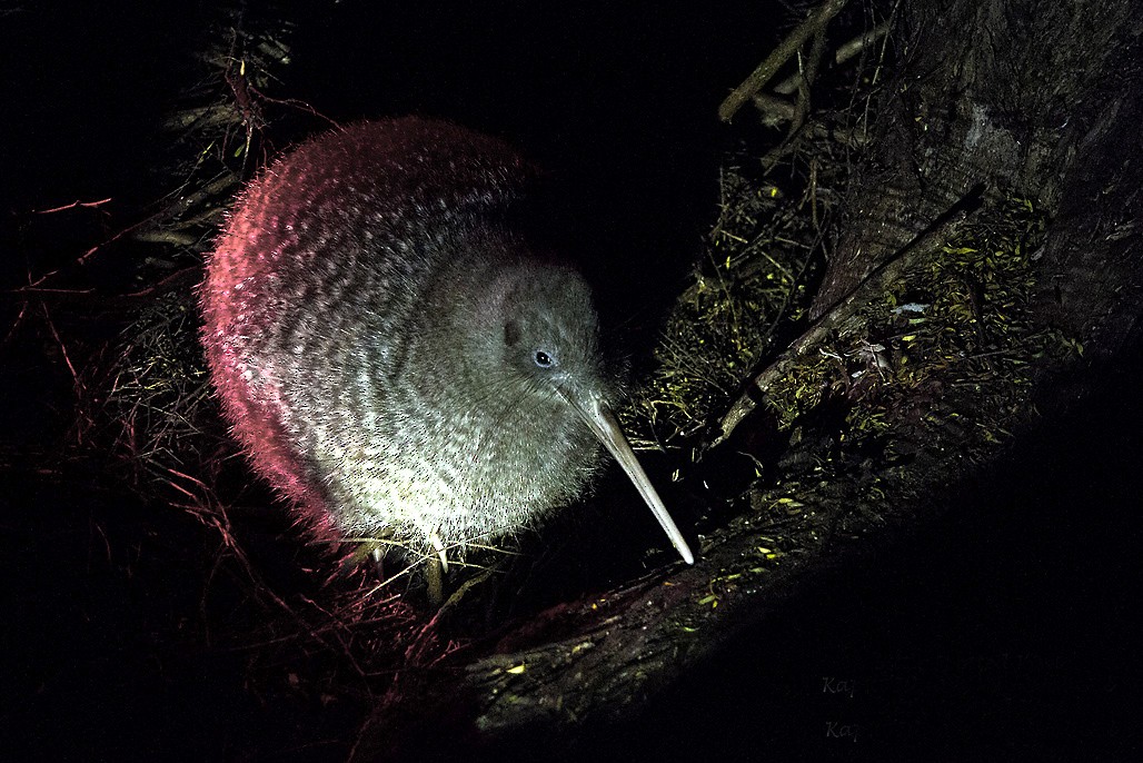 Little Spotted Kiwi - ML391390171