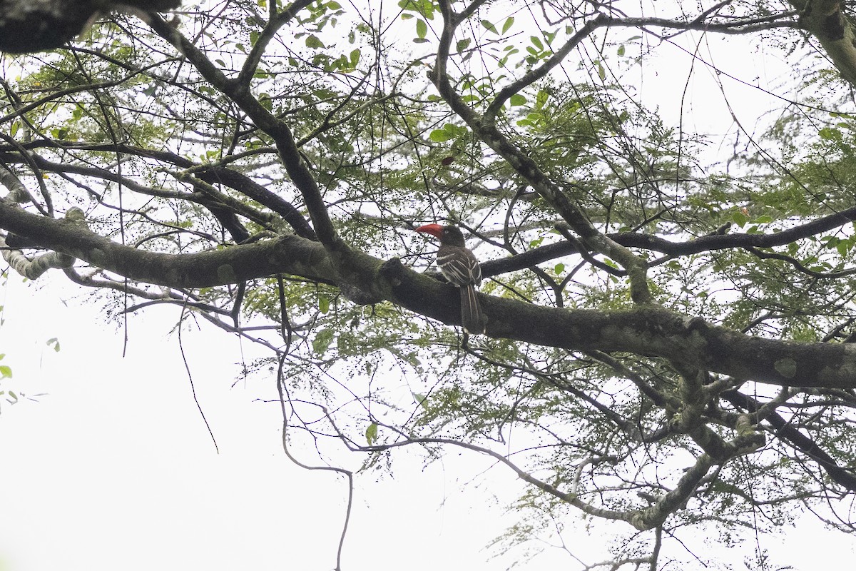 Red-billed Dwarf Hornbill - Stefan Hirsch