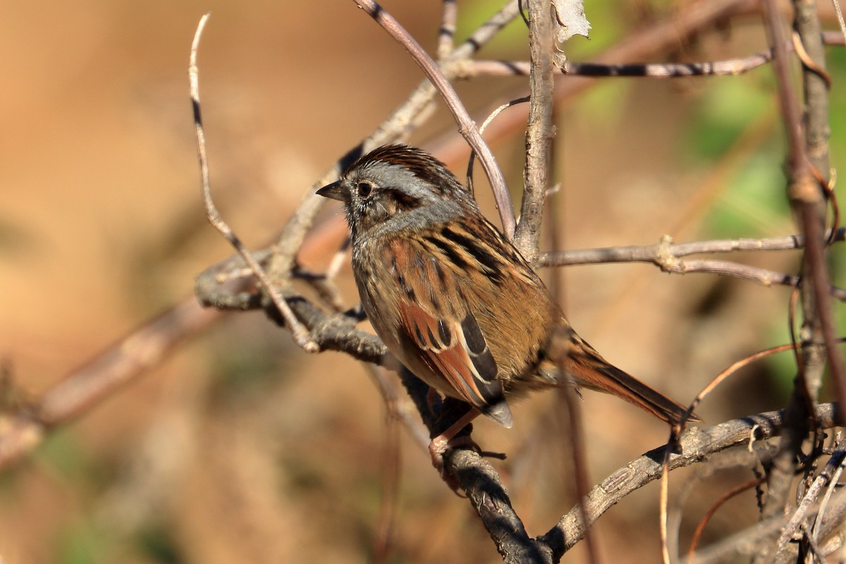 Swamp Sparrow - ML391390521