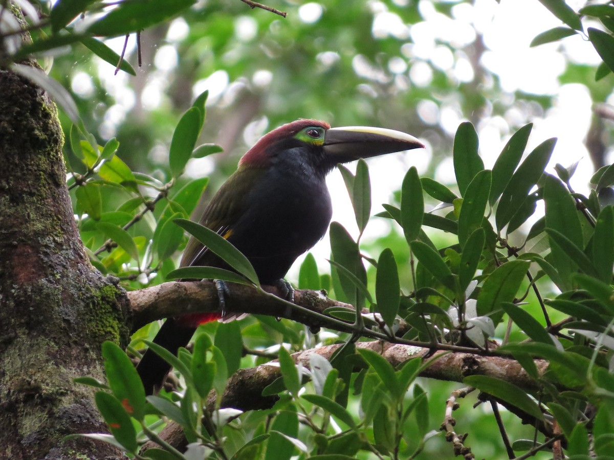 Yellow-eared Toucanet - ML39139261