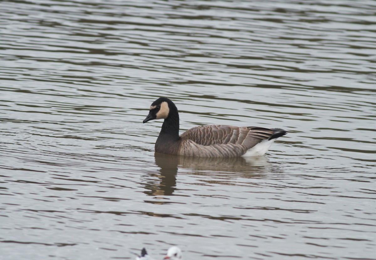 Barnacle x Canada Goose (hybrid) - Jacob Everitt