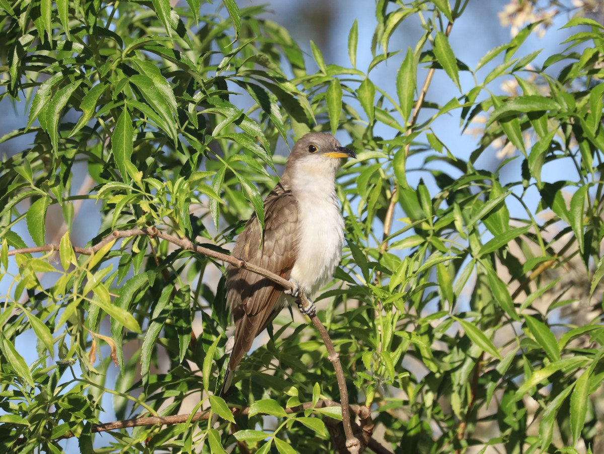 Yellow-billed Cuckoo - ML391395591