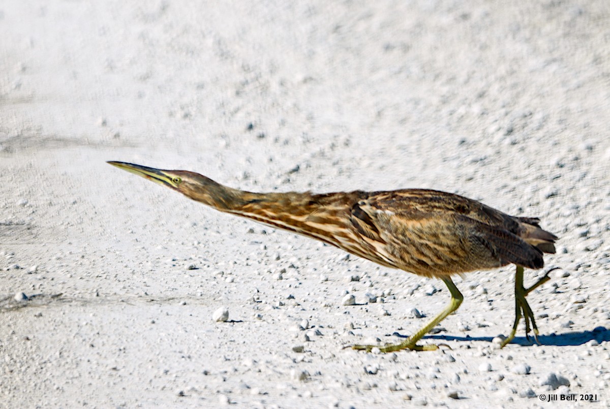 American Bittern - ML391397231