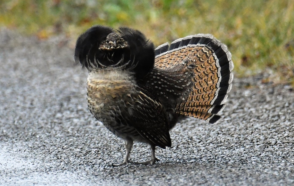 Ruffed Grouse - ML391399621