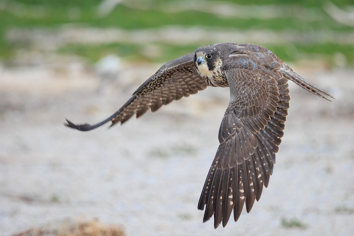 Peregrine Falcon - ML391400401