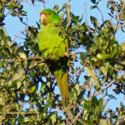 large parakeet sp. (former Aratinga sp.) - ML391401801