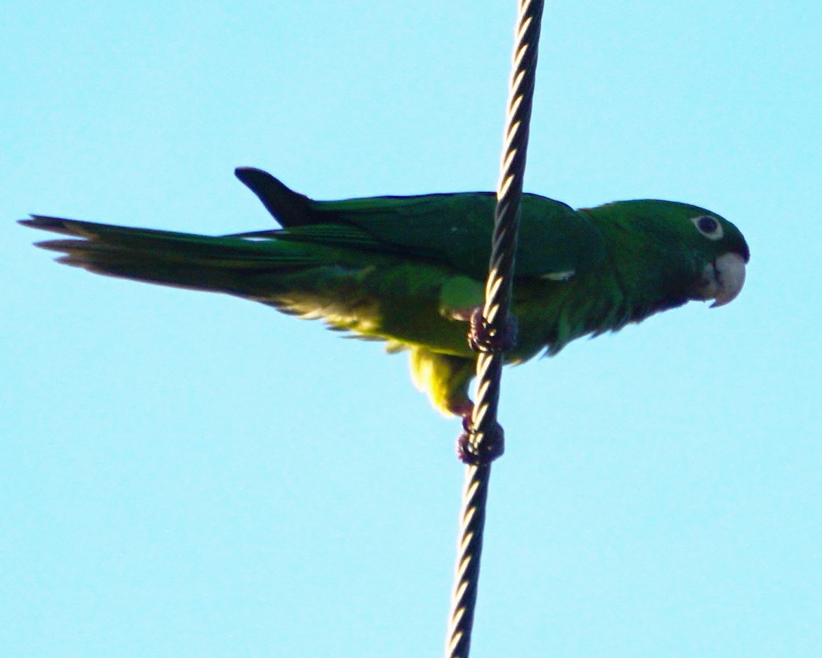 Eupsittula, Aratinga, Thectocercus ou Psittacara sp. - ML391401821