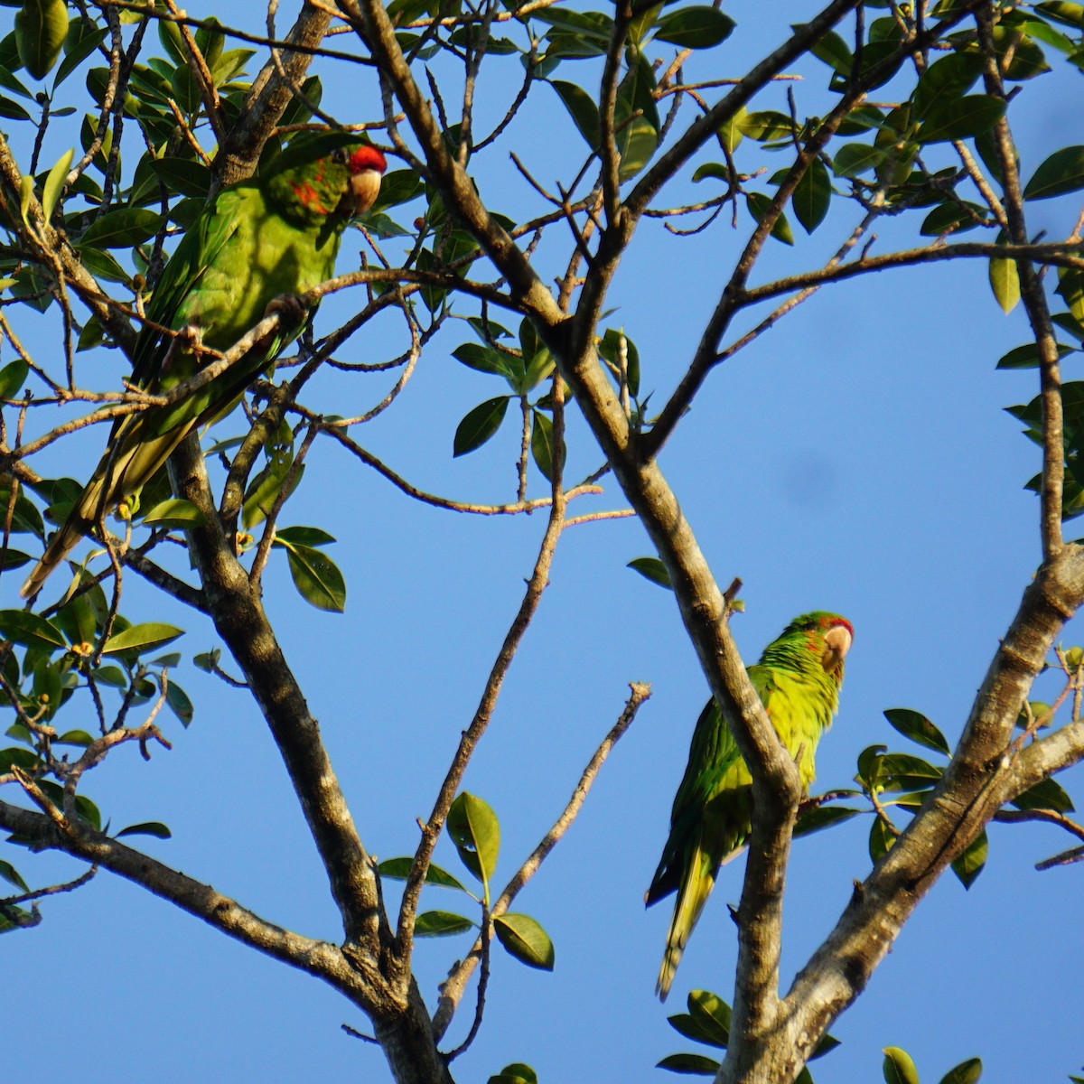 large parakeet sp. (former Aratinga sp.) - ML391401931