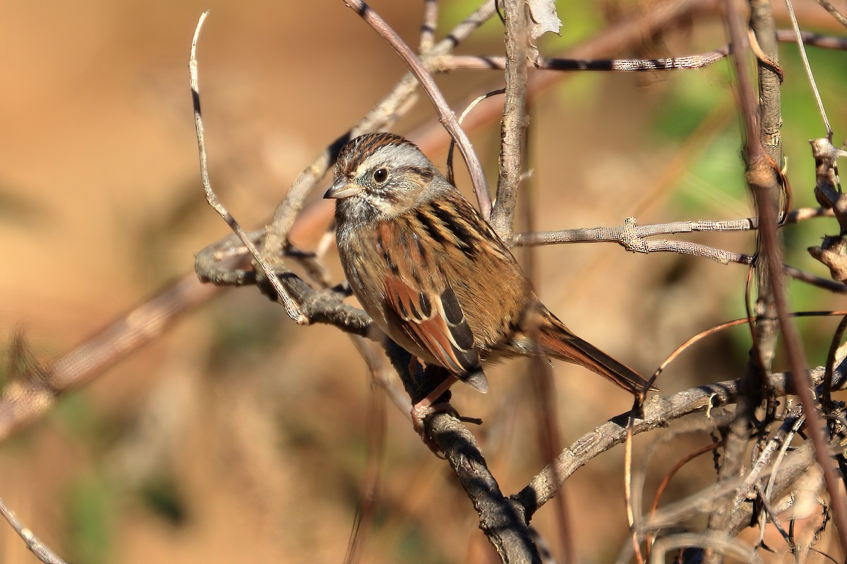 Swamp Sparrow - ML391402071