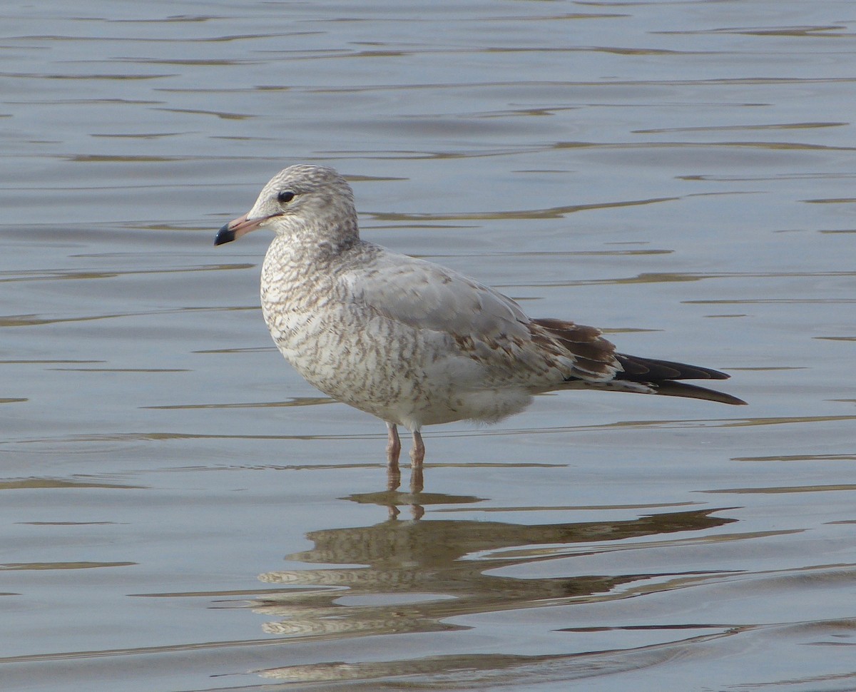 Ring-billed Gull - ML39140281