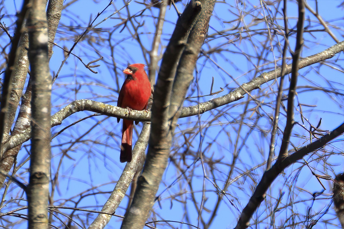 Northern Cardinal - ML391404401