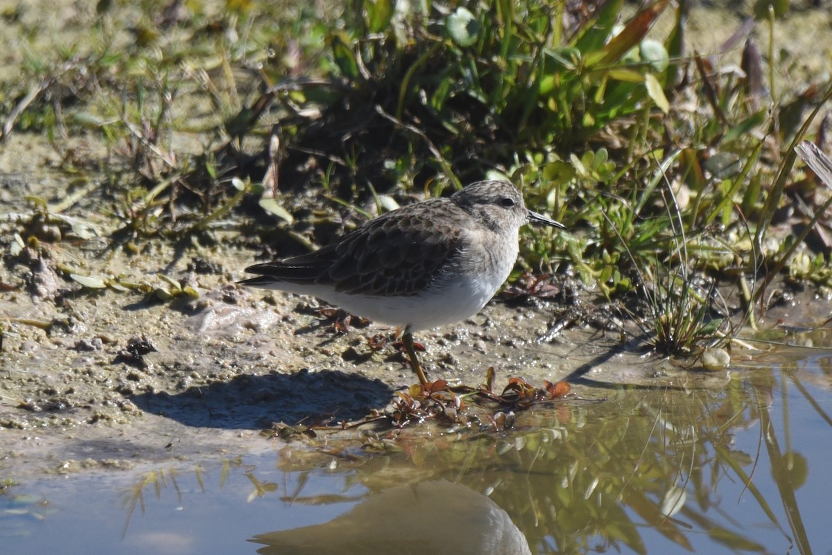 Wiesenstrandläufer - ML391405981