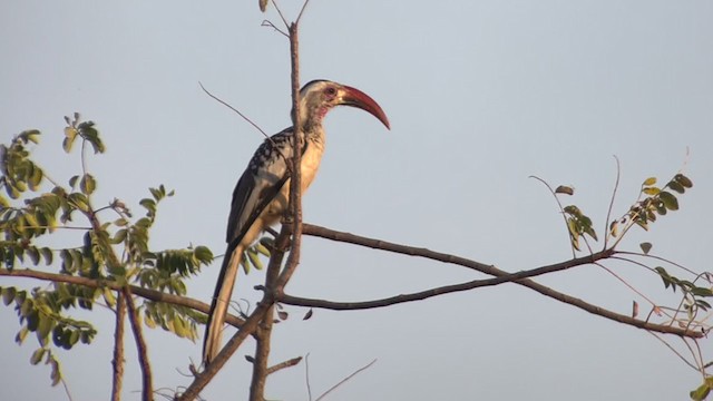 Northern Red-billed Hornbill - ML391406061