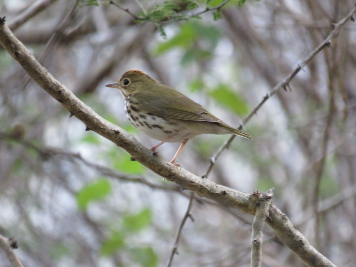 Ovenbird - ML391406491